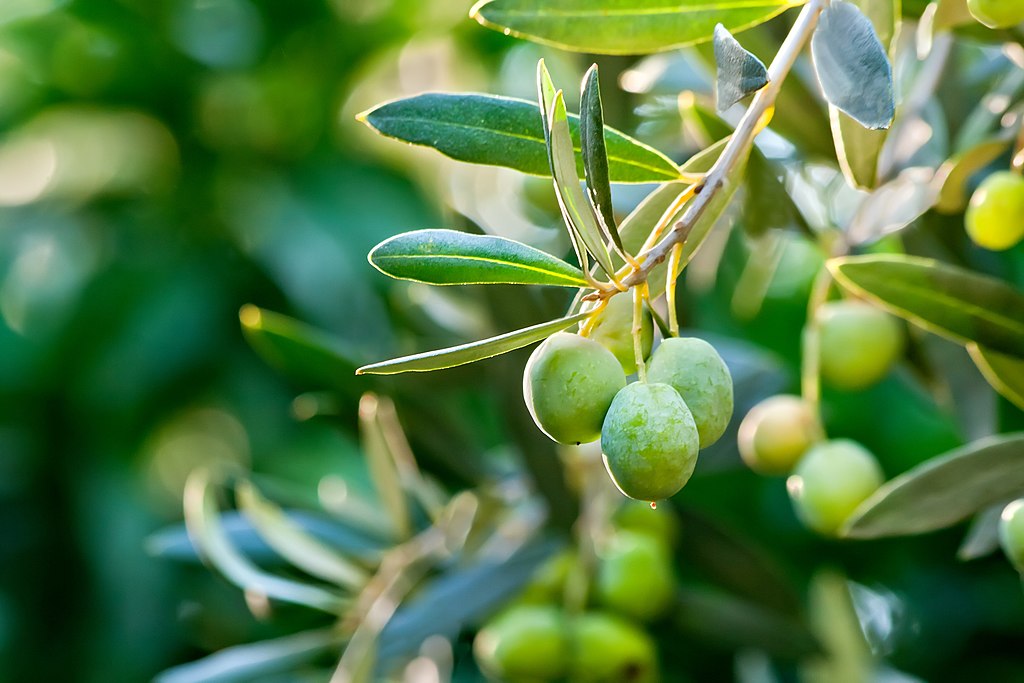 Not all olive oils are created equal - all about extra virgin olive oil