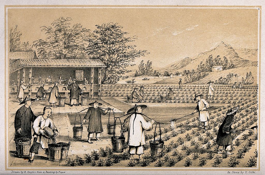 The history of tea production in china